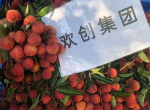夏日好“枝”味，世界杯集团官网世界杯集团官网世界杯集团官网世界杯集团官网首页-世界杯(中国)
集团发福“荔”啦